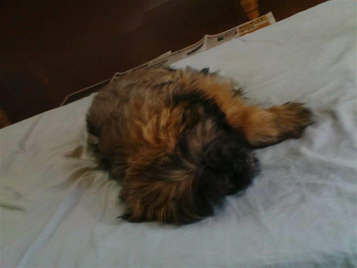 Shih tzu Targa billede 15