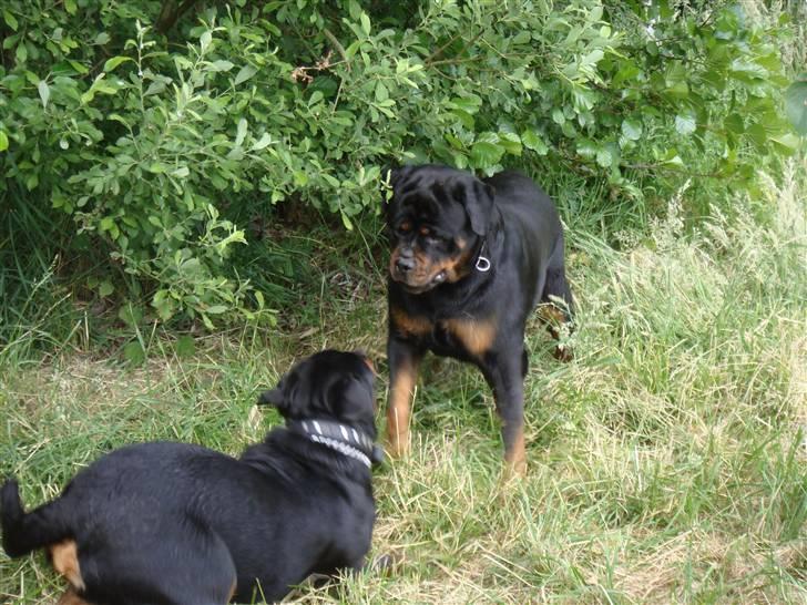 Rottweiler Rocco billede 15