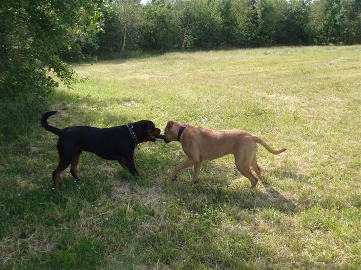 Rottweiler Rocco billede 16