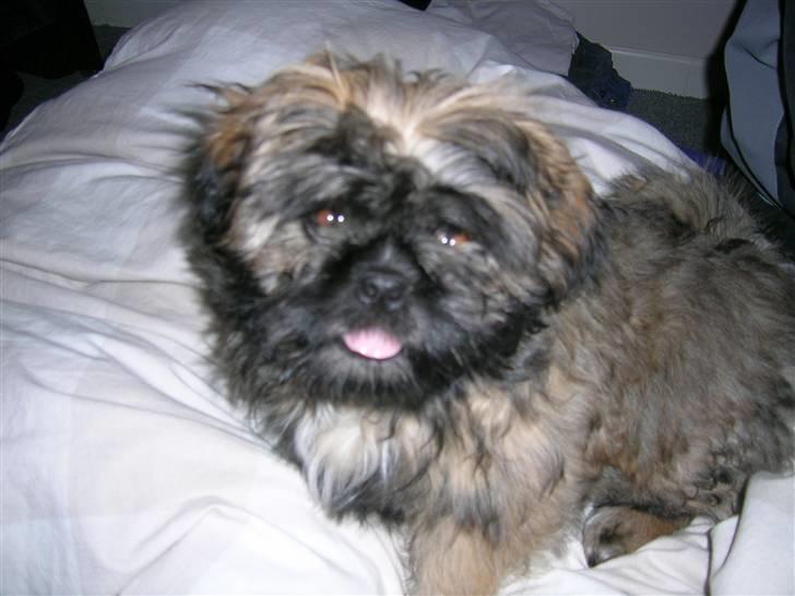 Shih tzu Targa billede 16