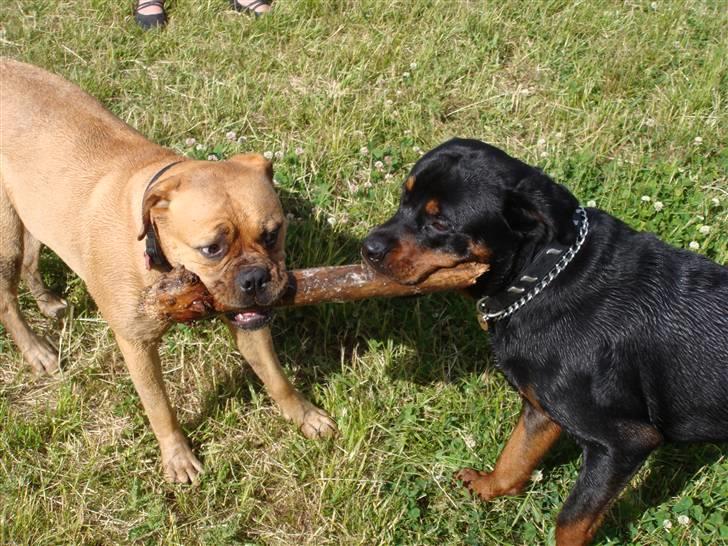 Rottweiler Rocco billede 17