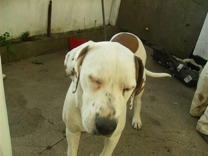 Blanding af racer Terkel billede 5