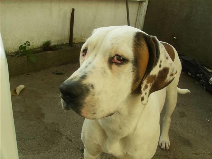 Blanding af racer Terkel billede 6