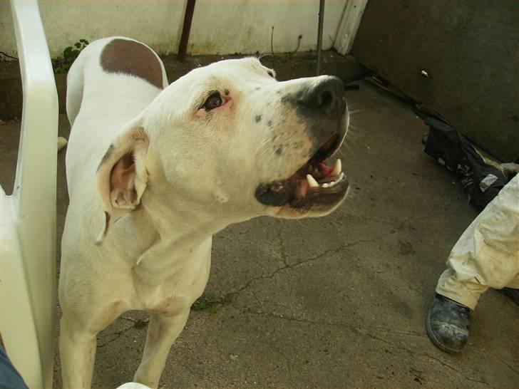 Blanding af racer Terkel billede 7