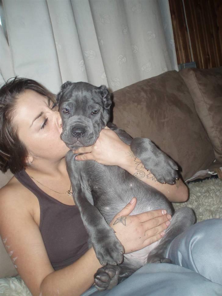 Mastino napoletano Lillefod / Lifo billede 14