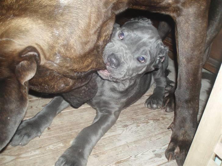 Mastino napoletano Lillefod / Lifo billede 15