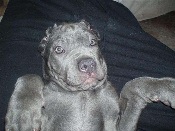 Mastino napoletano Lillefod / Lifo billede 16