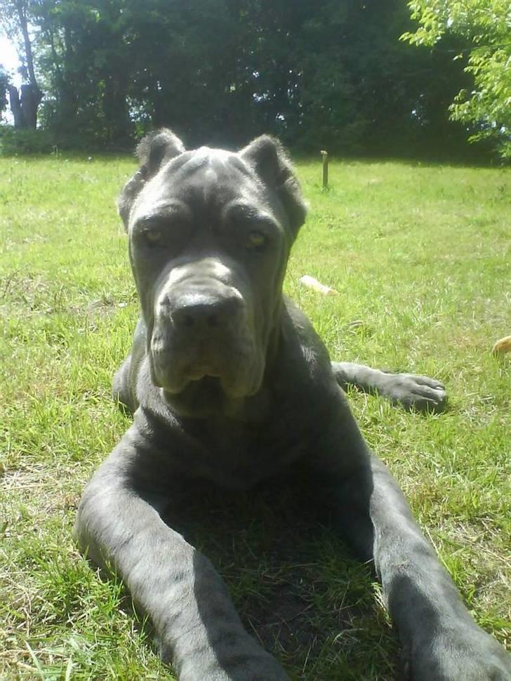 Mastino napoletano Lillefod / Lifo billede 19