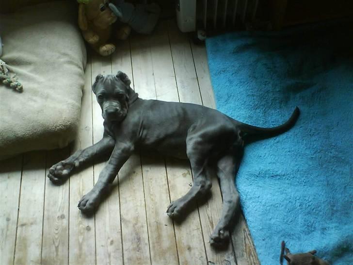 Mastino napoletano Lillefod / Lifo billede 20