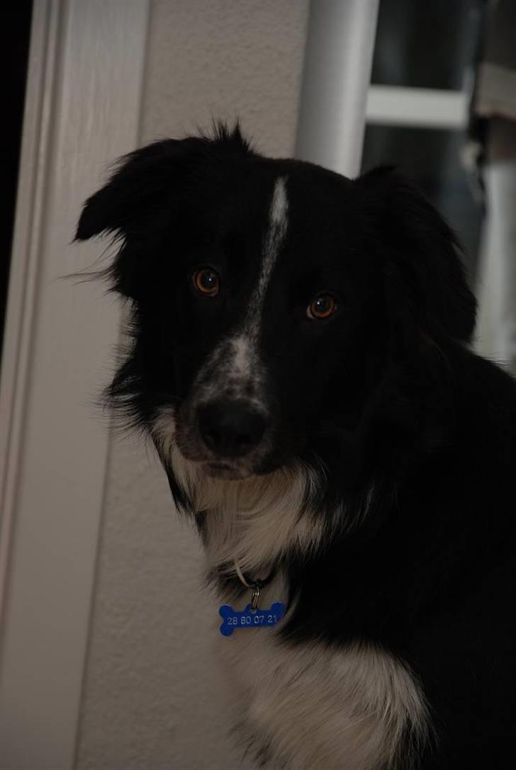 Border collie Harry billede 1