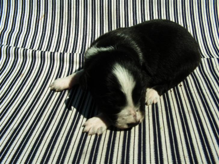 Border collie Harry billede 2