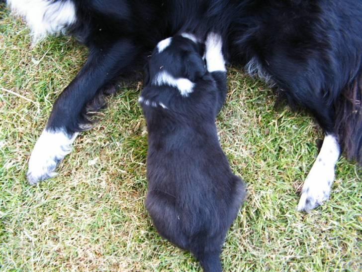 Border collie Harry billede 3