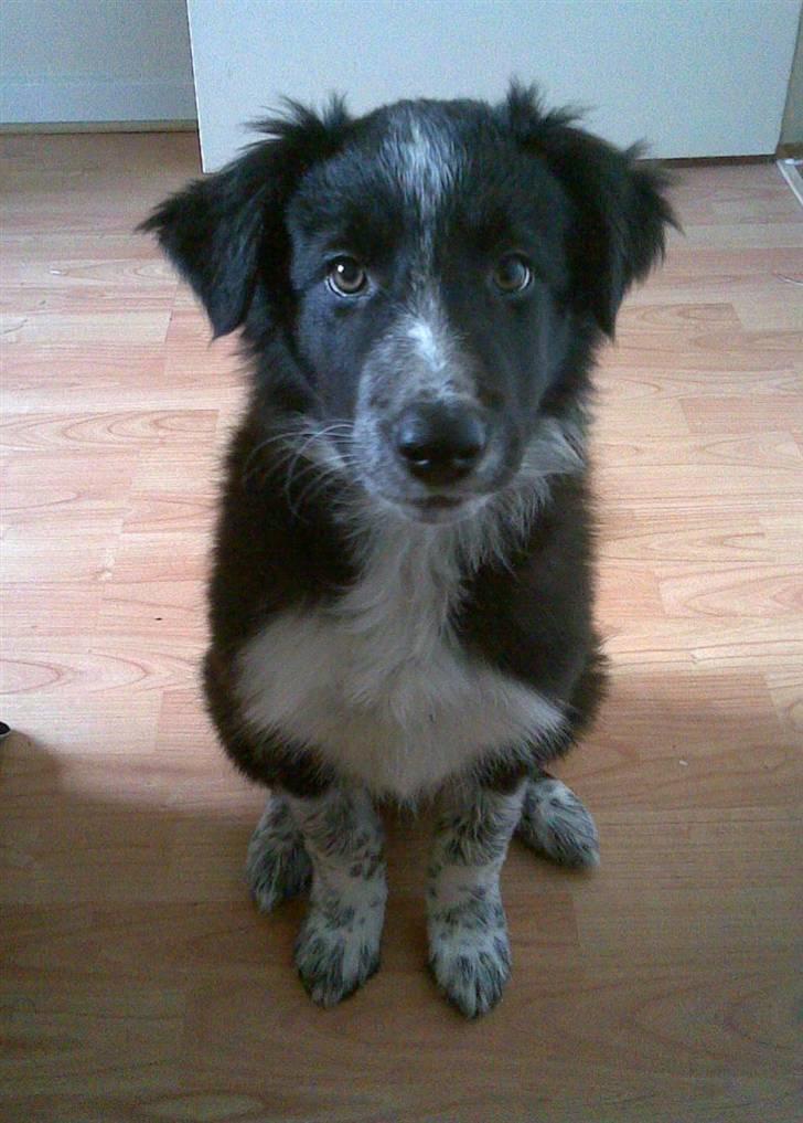 Border collie Harry billede 4