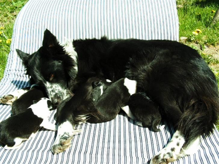 Border collie Harry - Her er min mor.. billede 5