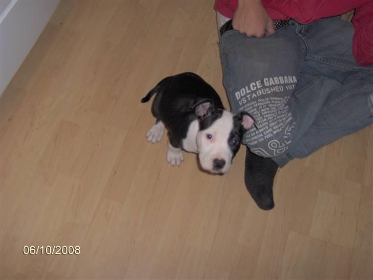 Amerikansk staffordshire terrier Mille billede 2