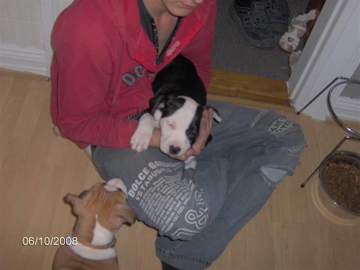 Amerikansk staffordshire terrier Mille billede 4