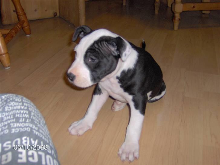 Amerikansk staffordshire terrier Mille billede 5