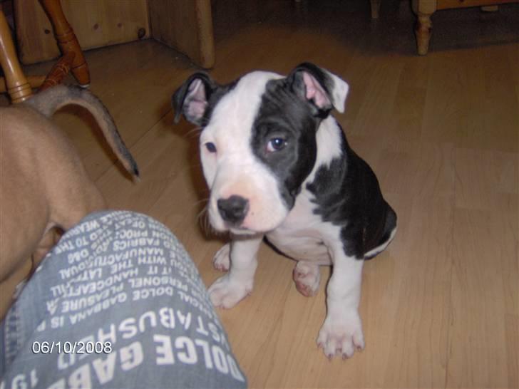 Amerikansk staffordshire terrier Mille billede 6