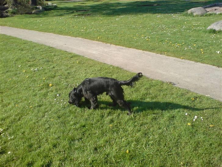 Cocker spaniel Malthe billede 20