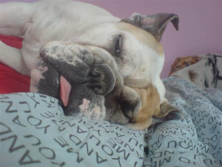 Engelsk bulldog Lina R.I.P. billede 11