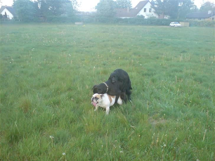 Engelsk bulldog Lina R.I.P. - Det er hårdt at være lækker billede 12