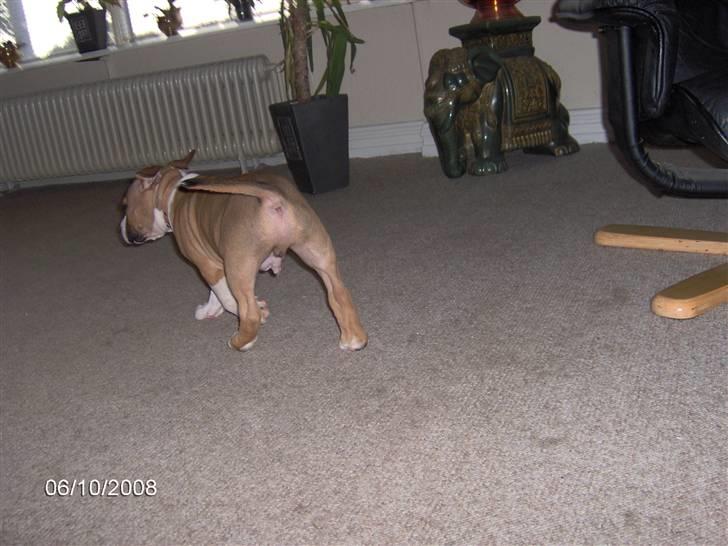 Amerikansk staffordshire terrier ferdinand billede 2