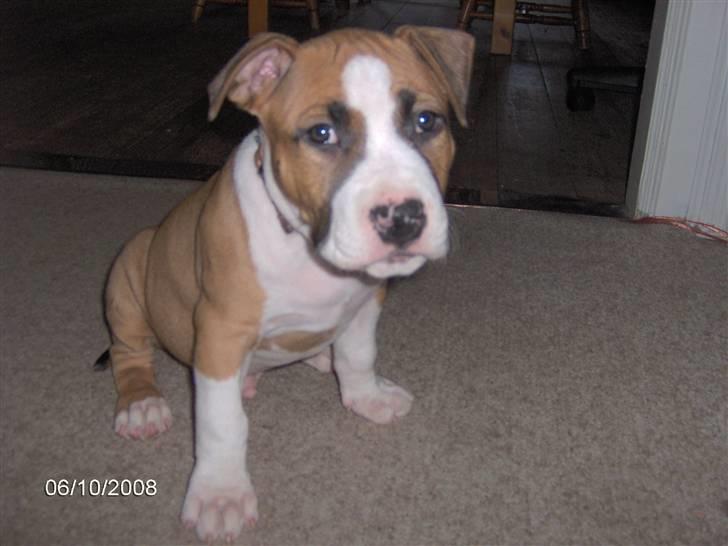 Amerikansk staffordshire terrier ferdinand billede 3