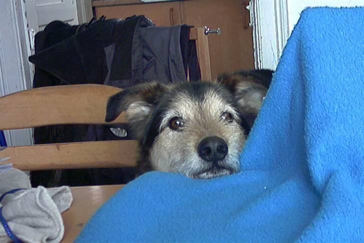 Blanding af racer Lucky - Lucky lure bag et tæppe XD billede 14