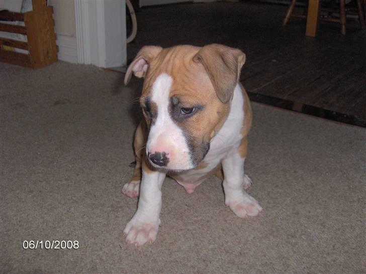 Amerikansk staffordshire terrier ferdinand billede 4