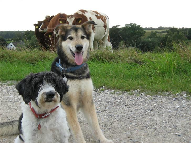 Blanding af racer Lucky - På tur...  billede 15