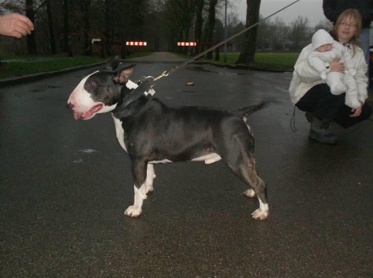 Bullterrier Rex billede 1