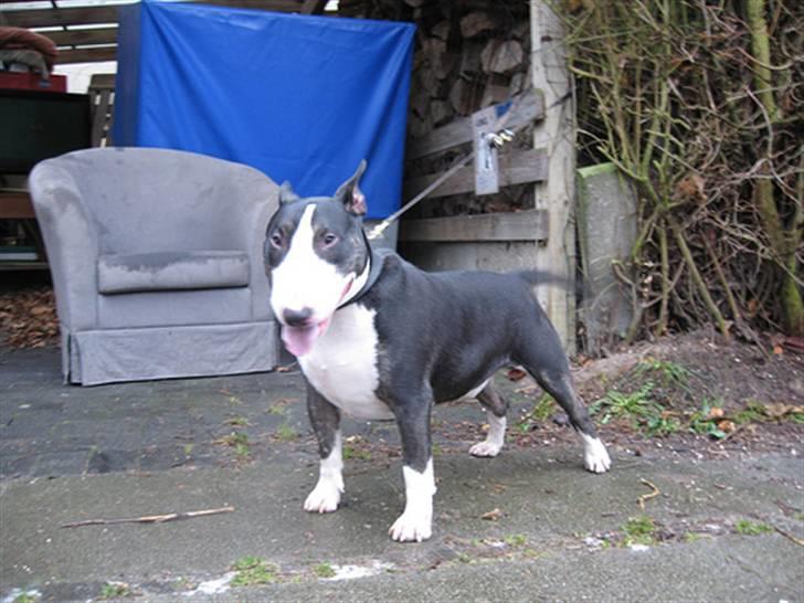 Bullterrier Rex billede 2