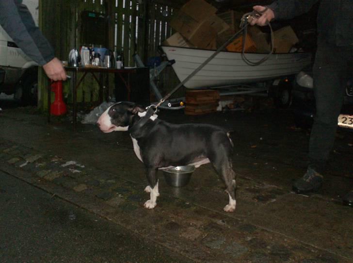 Bullterrier Rex billede 4