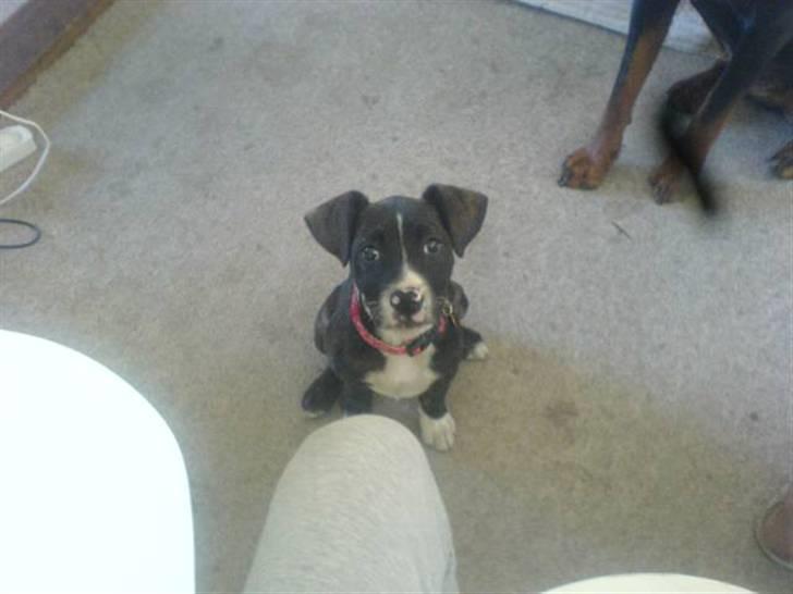 Blanding af racer Zenia billede 1