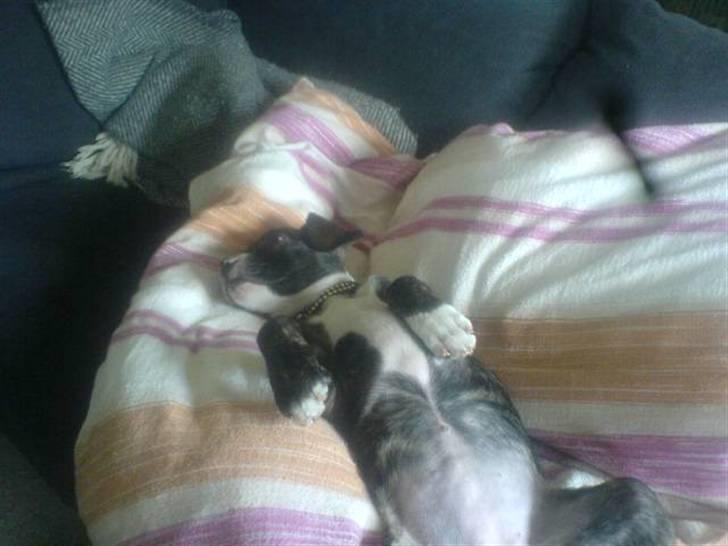 Blanding af racer Zenia billede 2