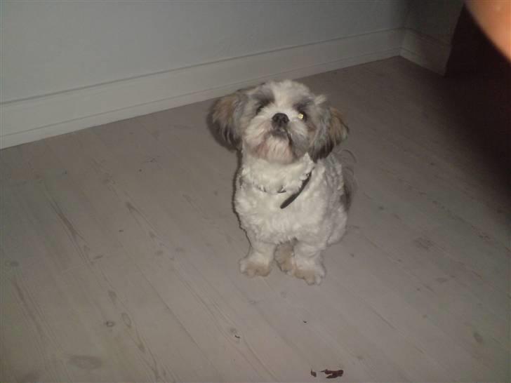 Shih tzu Timon billede 16