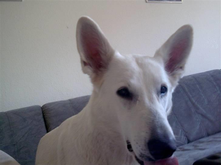 Hvid schæfer bella R.I.P billede 13