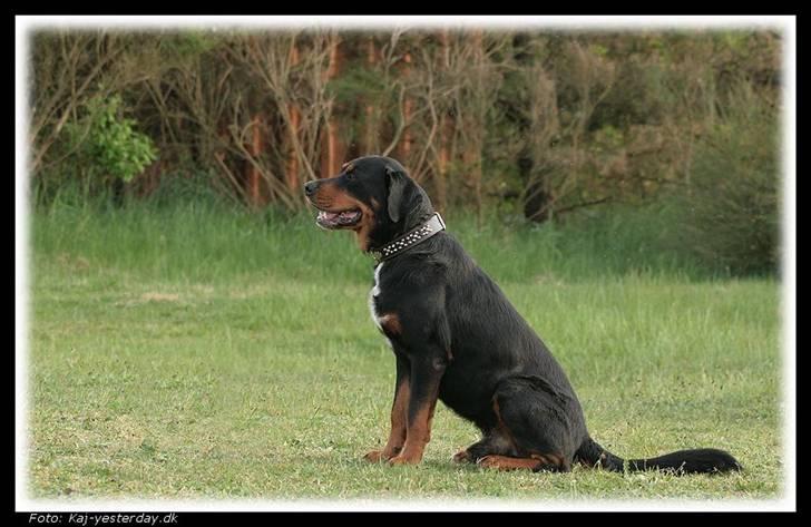 Blanding af racer Ricko - Venter pænt på at komme i gang billede 9