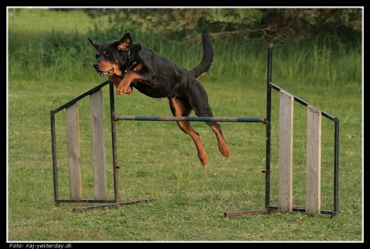 Blanding af racer Ricko - Endelig kunne han få lov til at springe billede 1