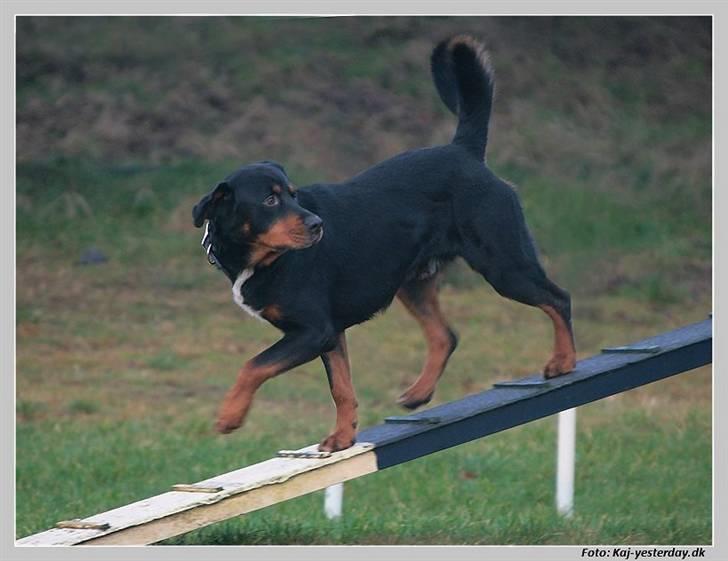 Blanding af racer Ricko - Hvor bliver du af mor?? billede 10