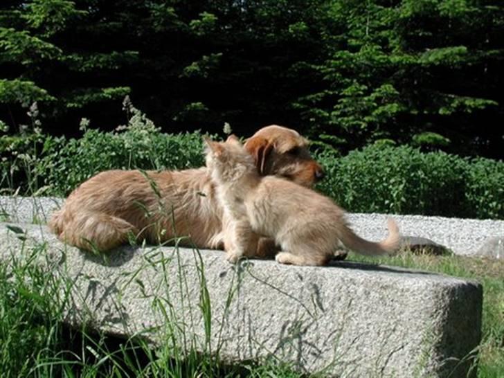 Basset fauve de bretagne Freya - hyggeligt med en middagslur i sommervarmen, særlig når bænken er dejlig kold billede 10