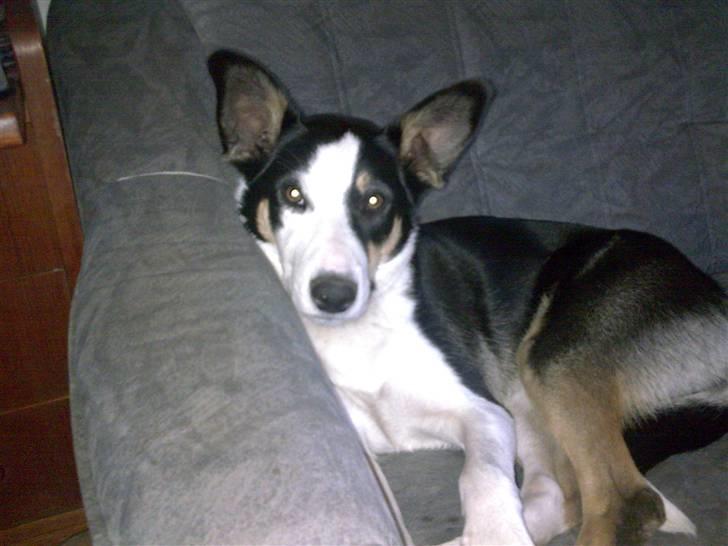 Blanding af racer nala - hej jeg hedder nala og jeg slapper lige lidt af  billede 1