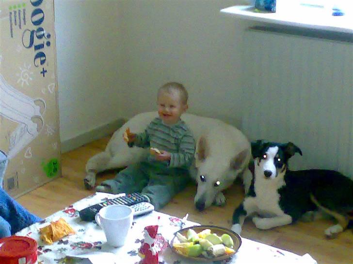 Blanding af racer nala - her er vi alle tre mikkel , bella og mig billede 2