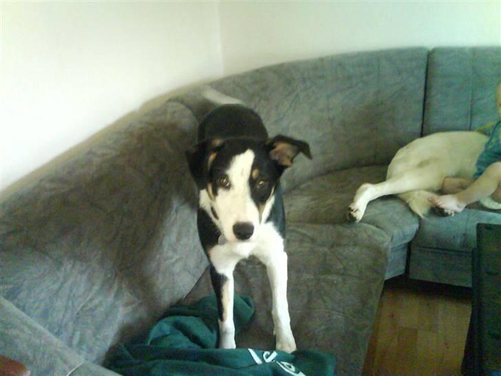 Blanding af racer nala - så er jeg klar til ulykker billede 3