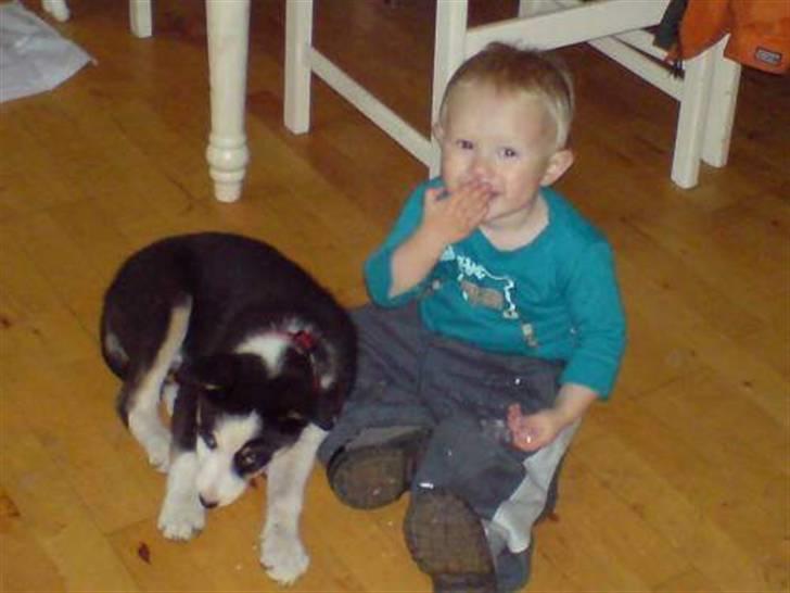 Blanding af racer nala - her er jeg kun 9 uger  billede 4