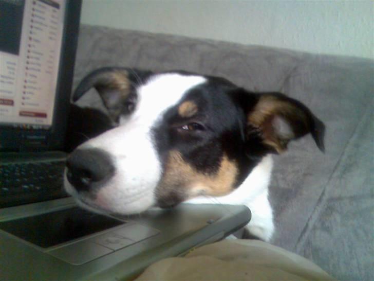 Blanding af racer nala - tager lige en lur på mors pc billede 5