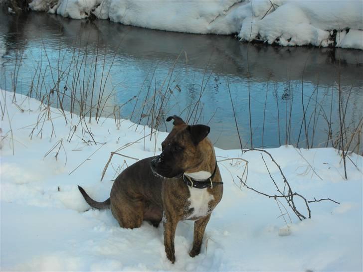 Amerikansk staffordshire terrier Molly billede 12