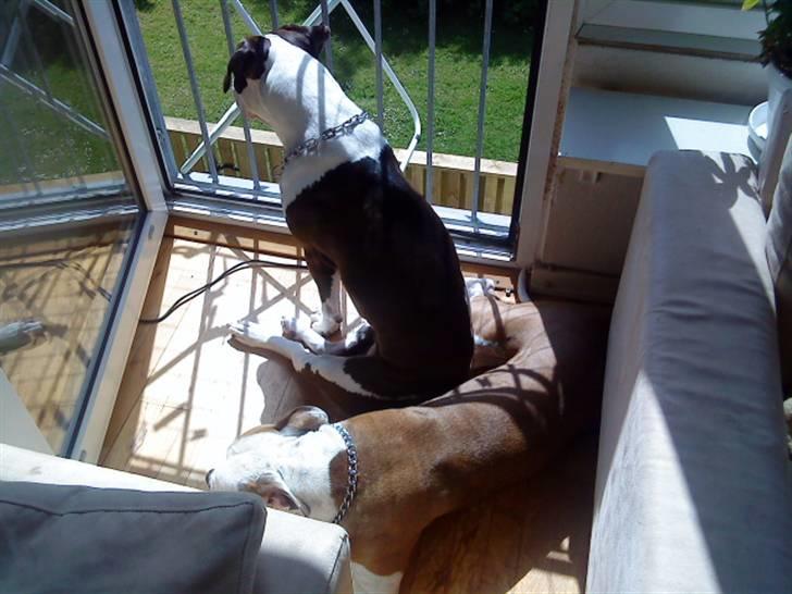 Amerikansk staffordshire terrier Kida(Desværre bortkommet) - Hundene hygger i solen billede 17