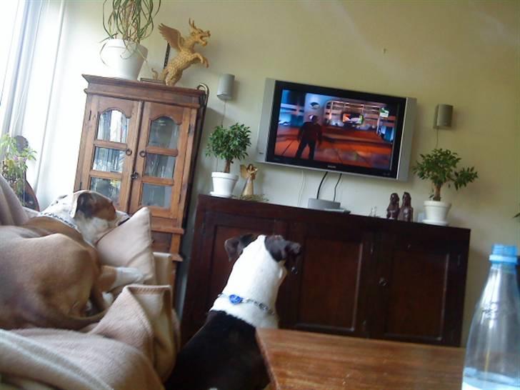 Amerikansk staffordshire terrier Kida(Desværre bortkommet) - Intet er bedre end Animal Planet billede 18