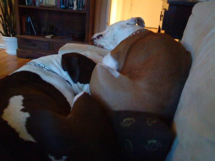 Amerikansk staffordshire terrier Kida(Desværre bortkommet) - 2 stk sovende hunde. Selvom pladsen er trang kan man sagtens ligge 2. billede 19